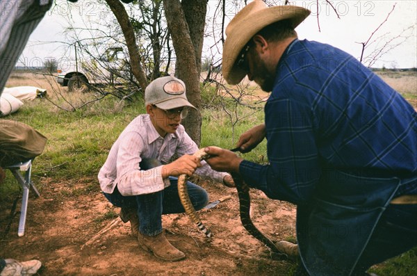 Authentic American Cowboys: 1990s Cowboy in the American west during spring branding time on a ranch skinning a snake