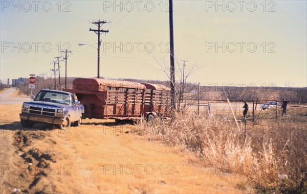 Gathering cattle that had broken free from their pasture in Irving, TX in 1996 or 1997