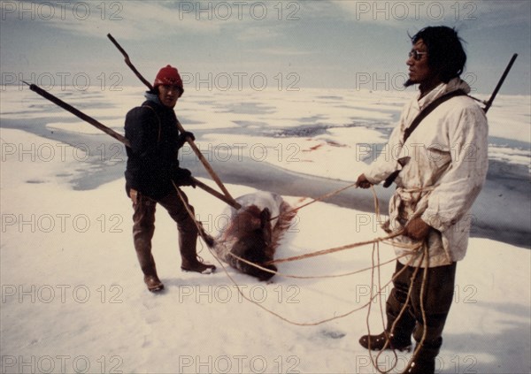 Eskimo seal hunters with an 'oogruk' or bearded seal, on ice floes of Kotzebue Sound early 1970s