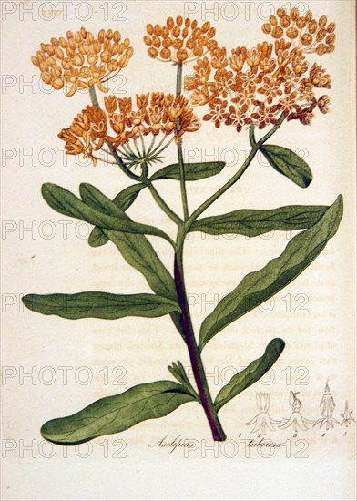 Asclepias tuberosa ca. 1818