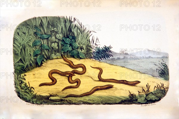 Annelida terricola: Earth-worms ca. 1853