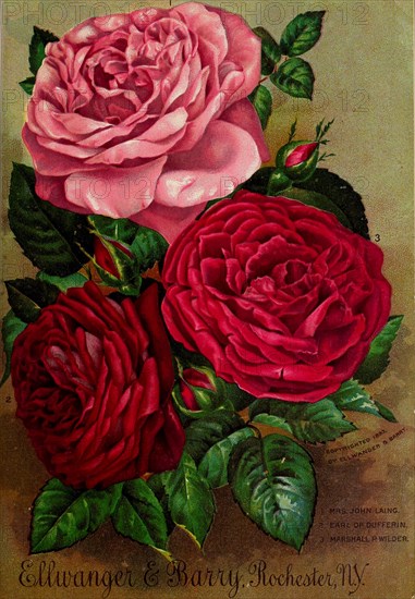 Historical Flower Illustration - Red and pink roses - Image from page 20 of 'Ellwanger & Barry's general catalogue of fruit & ornamental trees, roses etc' (1894)