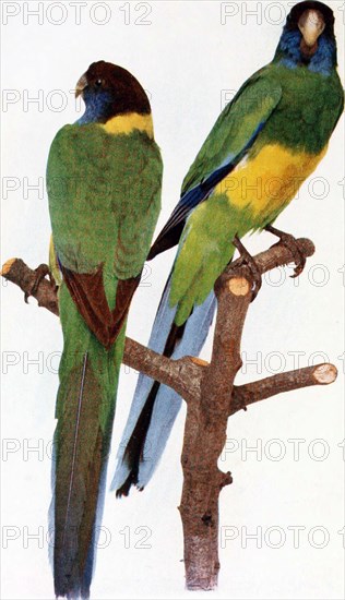 Historical Bird Illustrations - CENTRAL AUSTRALIAN YELLOW-BANDED PARROT Bai'iiardius zoiiariits n/vi'ics. FEMALE AND MALE ca. 1901