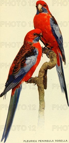 Historical Bird Illustrations - FLEURIEU PENINSULA ROSELLA. Platycercus elegans fleurieuensis ca. 1901