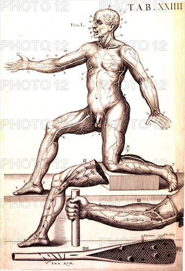 Anatomy of the human male ca. 1741