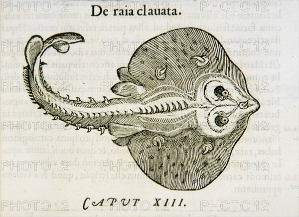 De raia clauata ca. 1554