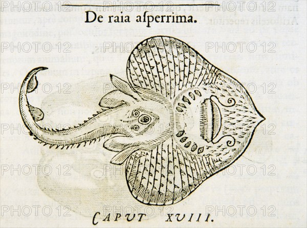 De raia asperrima ca. 1554