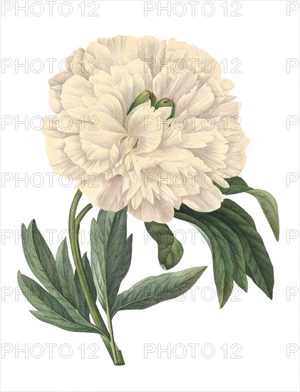 Paeonia officinalis