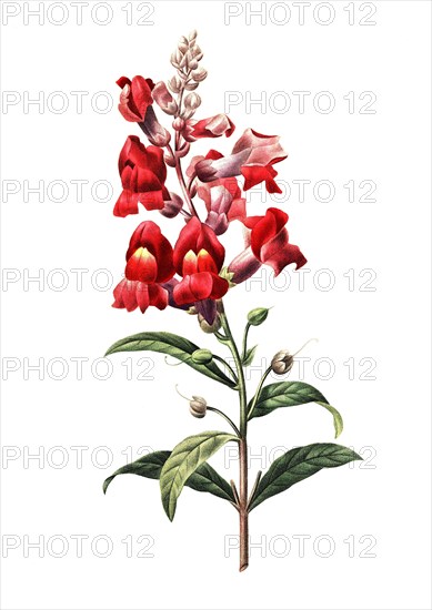 Antirrhinum majus