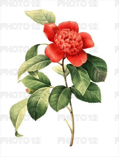 Camellia japonica