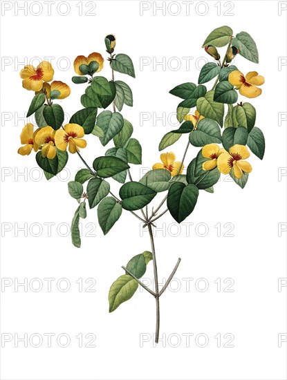 Platylobium is a genus of shrubs in the family Fabaceae