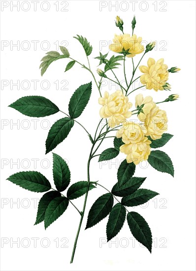 Rosa banksiae