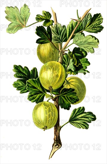 gooseberry Crompton's sheba queen