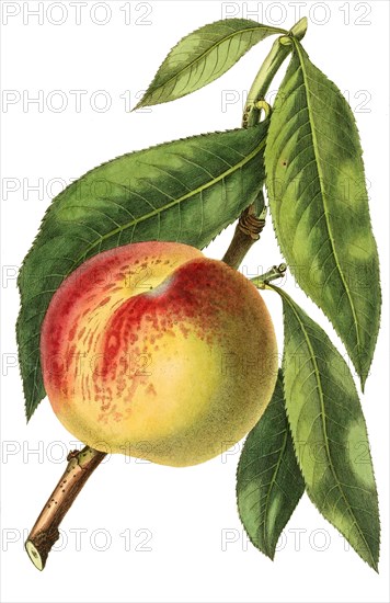 peach Malta