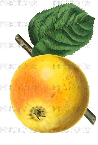 apple Blenheim pippin