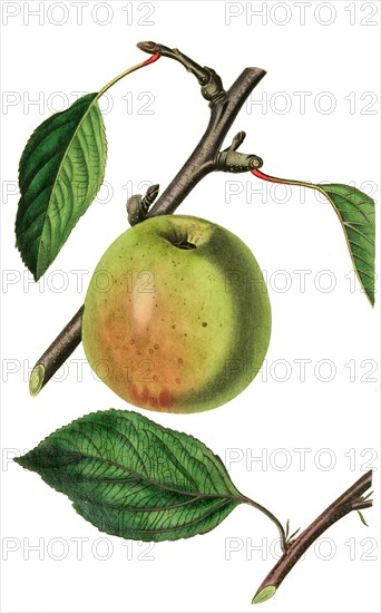 the Beachamwell seedling apple