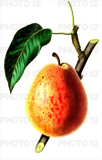 the Flemish Beauty Pear