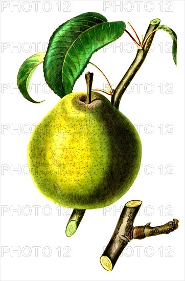 The Dezy de la Motte Pear