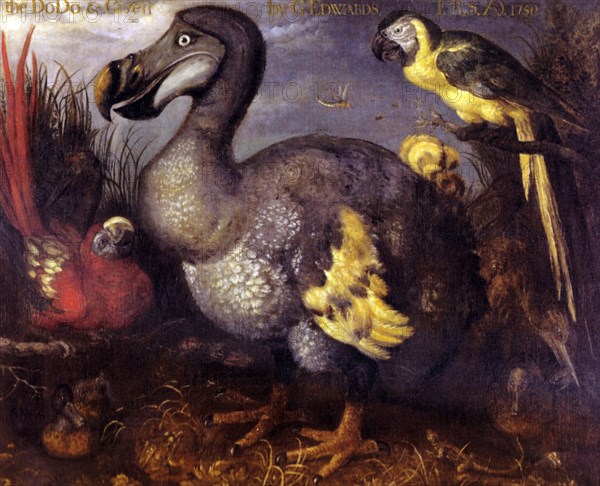 Edward's Dodo