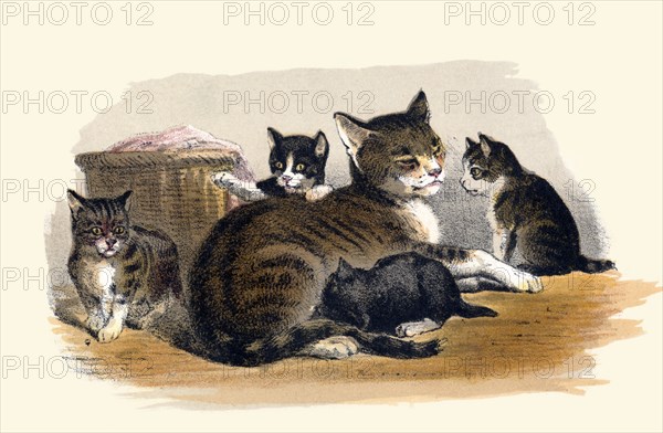 Prang's Cat and Kittens