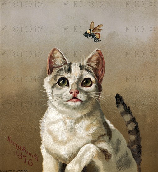 White Cat with Bee