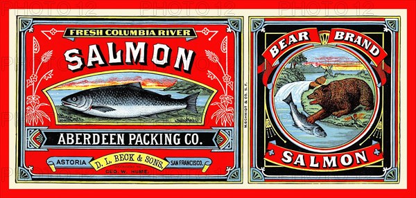 Bear Brand Salmon