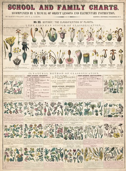 Botany; the classication of plants I