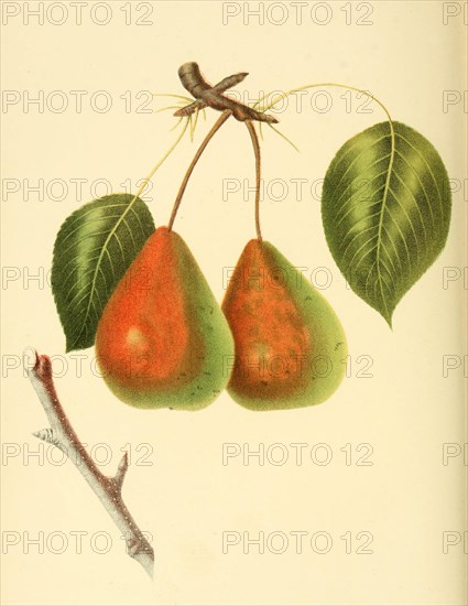 Pear Of The Rostiezer Pear Variety