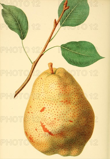 Pear