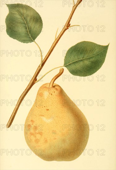 Pear Of The Variety