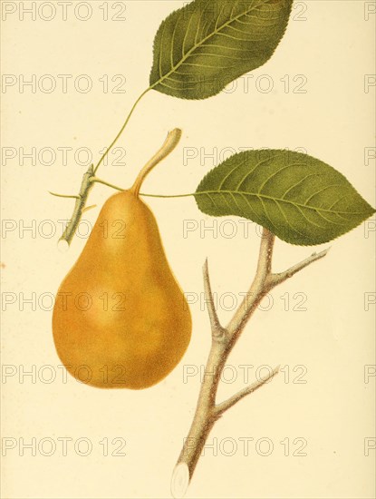 Pear Of The Duchess Of Orleans Pear Variety