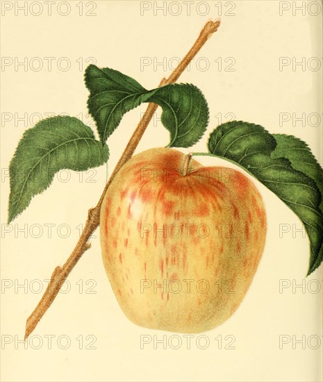 Apple Of The Minister Apple Variety