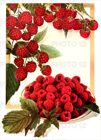 Raspberries Of The Variety: 1. Herbert