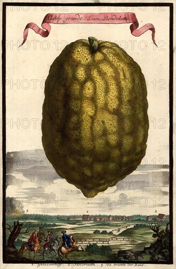 Cedro Grande Lissi Bondolotto And Gibezenhoff