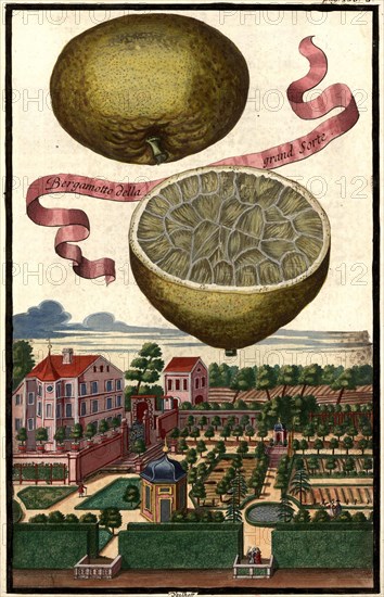 Bergamot Della Grand Sorte And Veillhof