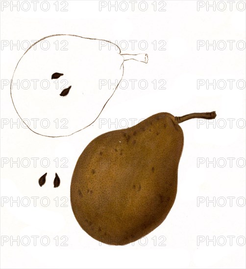 Pear Of The Dix Pear Variety