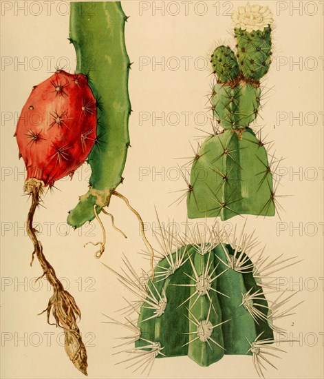 1. Leptocereus Arboreus