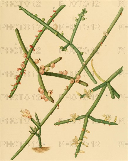 1. Rhipsalis Grandiflora