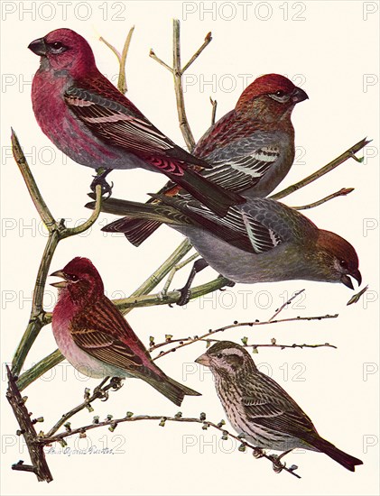 Grossbeaks, Finches