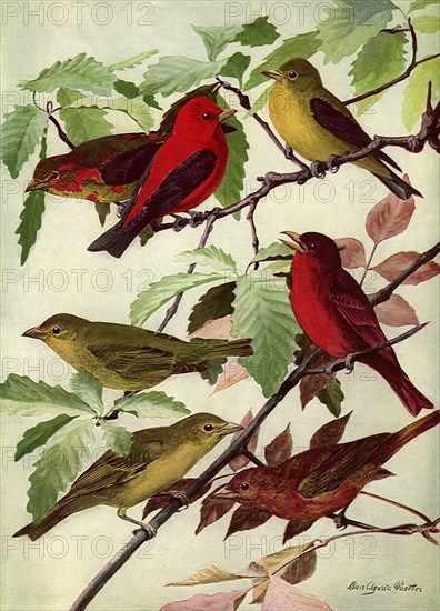 Tanagers