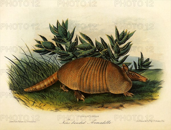 Nine-Banded Armadillo