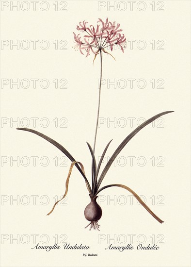 Amaryllis Undulata, Amaryllis Ondulée