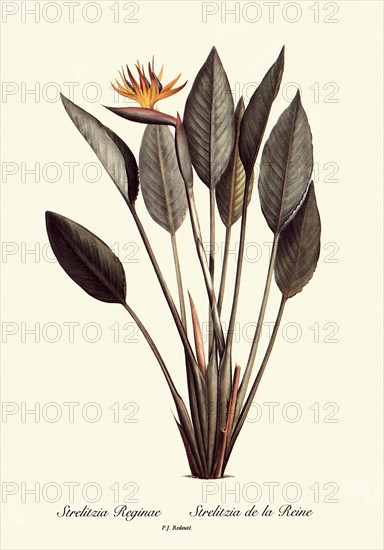 Strelitzia Reginae, Strelitzia de la Reine