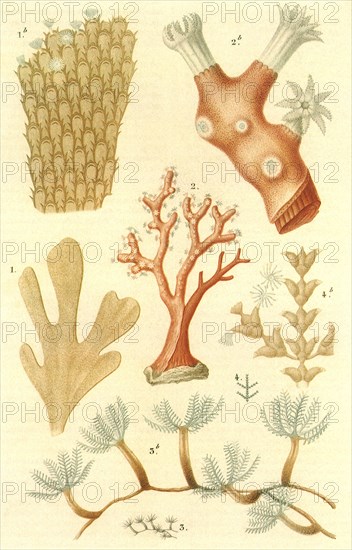 Variety of Coral