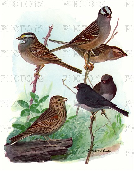 Sparrows and Junco