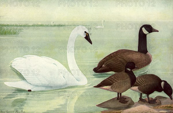 Swan and Geese