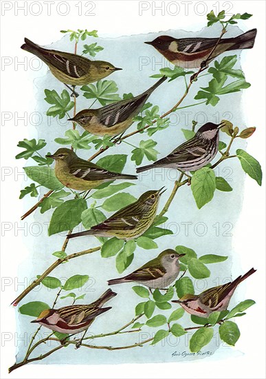 Yet More Warblers