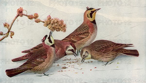 Horned Larks