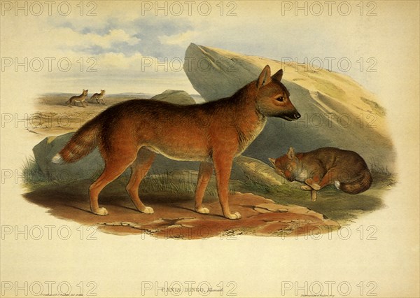 Dingo, Canis familiaris