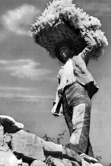 italy, liguria, farmer, 1940-1950